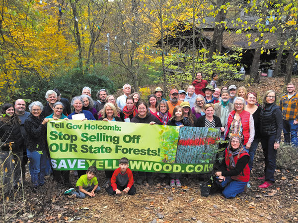 Yellowwood2.jpg